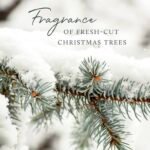 Thymes Luxury Scented Candles for Men & Women - Frasier Fir, 6.5 oz - Crisp Siberian Fir & Cedarwood - Image 6