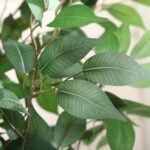 SOGUYI 6ft Ficus Artificial Tree: Faux Silk Plant in White Ceramic Planter for Indoor Home Office Decor. - Image 4