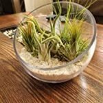 WGVI 7" Clear Slant Cut Bowl Glass Vase – Ideal for Terrariums, Candy, or Decor. Height: 6", Base: 4". 1 Piece. - Image 8