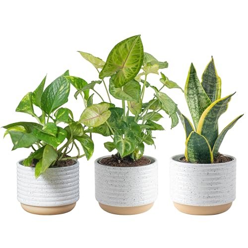 Costa Farms Live Plants (3-Pack) - Easy Indoor Houseplants for Costa Farms Live Plants (3 Pack), Easy to Grow Real Indoor Houseplants, Air Purifying Plants, Grower's Choice in Home Décor Indoors Plant Pots, New House Gift or Room Décor
