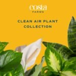 Costa Farms Live Plants (3-Pack) - Easy Indoor Houseplants for Air Purification & Home Décor Gift. - Image 2