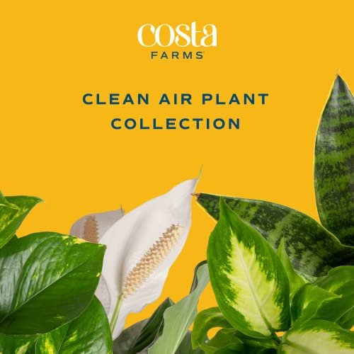415nK-mp-pL._SL500_.jpg Costa Farms Live Plants (3-Pack) - Easy Indoor Houseplants for Air Purification & Home Décor Gift. - Image 2