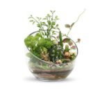 WGVI 7" Clear Slant Cut Bowl Glass Vase – Ideal for Terrariums, Candy, or Decor. Height: 6", Base: 4". 1 Piece. - Image 4