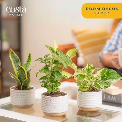 51OoXPXF6xL._SL500_.jpg Costa Farms Live Plants (3-Pack) - Easy Indoor Houseplants for Air Purification & Home Décor Gift. - Image 4