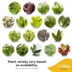 Costa Farms Live Plants (3-Pack) - Easy Indoor Houseplants for Air Purification & Home Décor Gift. - Image 5