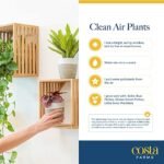 Costa Farms Live Plants (3-Pack) - Easy Indoor Houseplants for Air Purification & Home Décor Gift. - Image 6