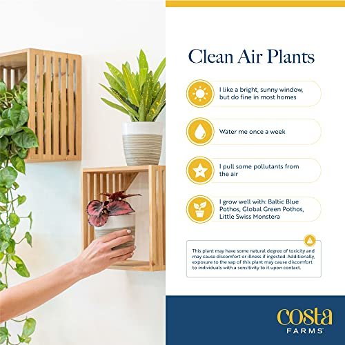51dqRCkIYsL._SL500_.jpg Costa Farms Live Plants (3-Pack) - Easy Indoor Houseplants for Air Purification & Home Décor Gift. - Image 6