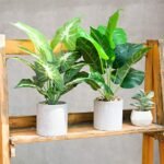 Der Rose 2 Pack of Fake Tropical Plants - Artificial Indoor Decor for Home & Office, Sage Green - Image 4