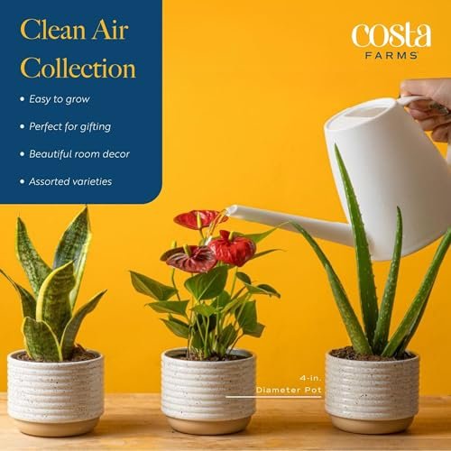 51rWGreZ9wL._SL500_.jpg Costa Farms Live Plants (3-Pack) - Easy Indoor Houseplants for Air Purification & Home Décor Gift. - Image 3