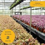 Costa Farms Live Plants (3-Pack) - Easy Indoor Houseplants for Air Purification & Home Décor Gift. - Image 7