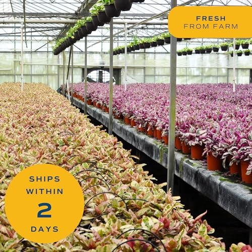 61hOqXqSpnL._SL500_.jpg Costa Farms Live Plants (3-Pack) - Easy Indoor Houseplants for Air Purification & Home Décor Gift. - Image 7