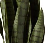 Nearly Natural 35" Green Sansevieria with Black Planter – Perfect Indoor Decor! - Image 9