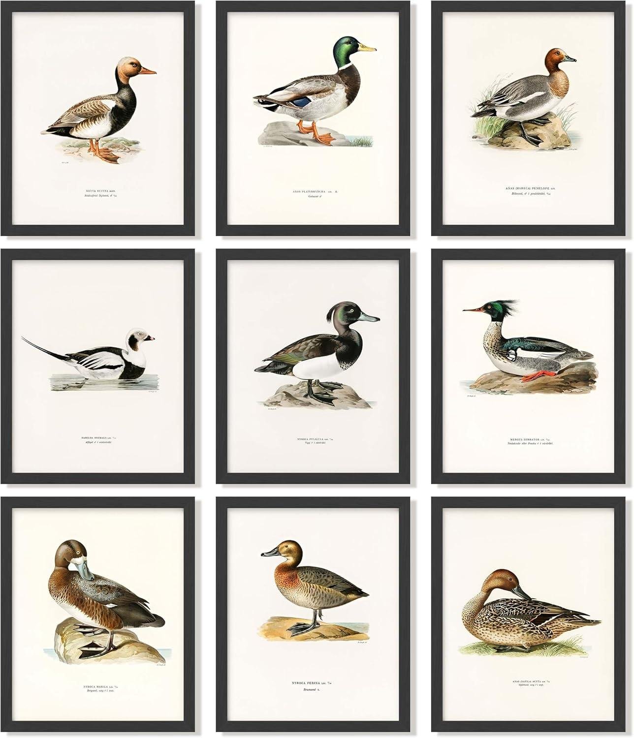 Our Review:‍ Vintage Mallard Prints for Rustic Home Charm