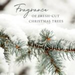 Thymes Frasier Fir Candle – Elegant Pine Scent with Siberian Fir, Cedarwood & Sandalwood (11.5oz) for Holiday Decor. - Image 5