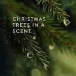 Thymes Travel Tin Holiday Candles - Scented Winter Home Decor - Frasier Fir, 2.5 oz Gift for Women & Men - Image 2